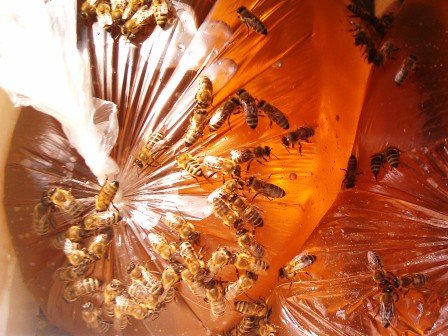 Підгодівля бджіл: взимку, навесні, восени (відео)