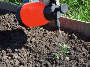 Природна підживлення розсади томатів, а також кращі вітчизняні препарати