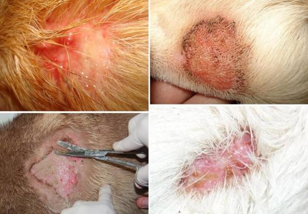 Види позбавляючи у собак: визначаємо тип захворювання