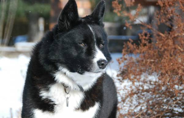 Карельський ведмежий собака: стандарт, історія, догляд і утримання породи (+ фото)