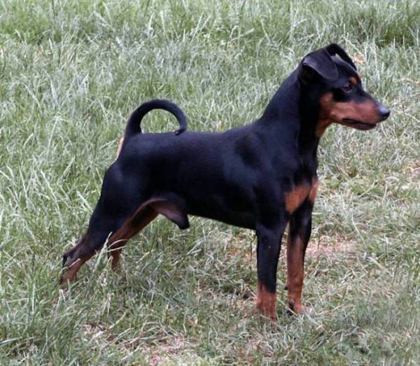 Породи собак з упертим характером