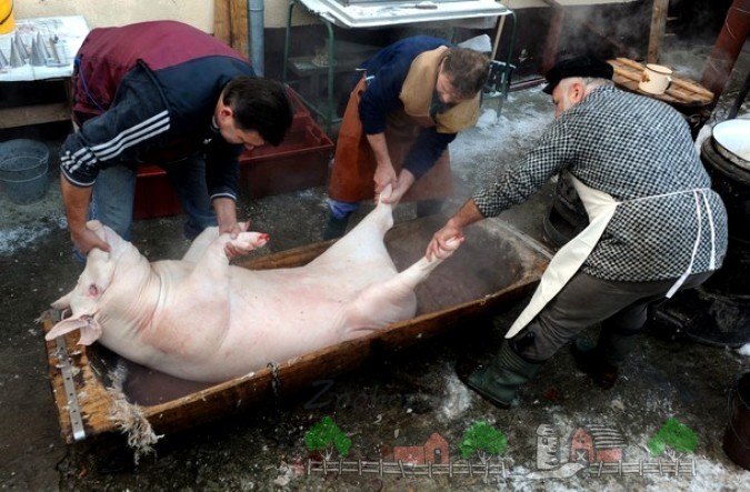 Опаливания свиней своими руками 287