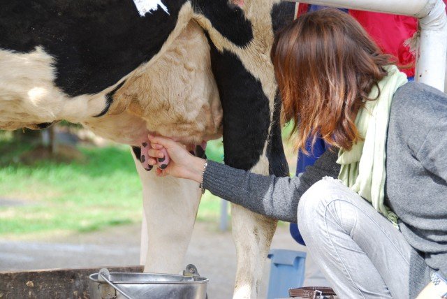 Засохле молозиво або молочні камені у корови