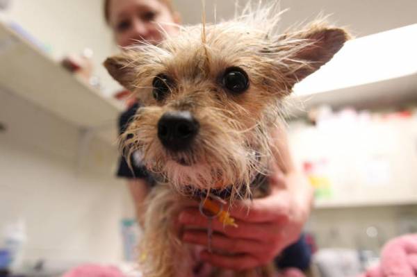 Хейлетиеллез   прояви та лікування бродячої лупи у собак