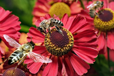 Отруєння бджіл: ознаки, інструкції, профілактика