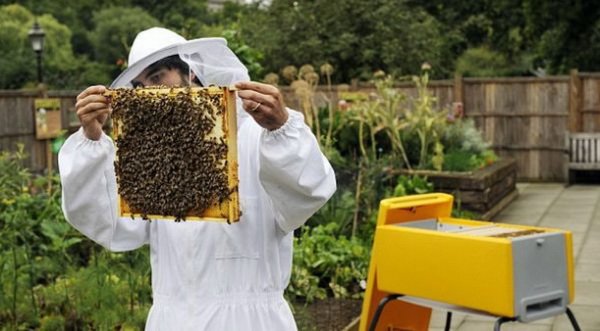 Препарати для бджіл: короткий огляд ветаптечки для початківця бджоляра
