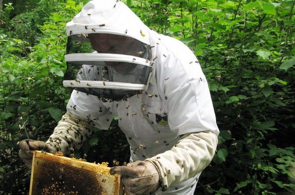Огляд костюма бджоляра, його особливості та комплектуючі деталі з фото