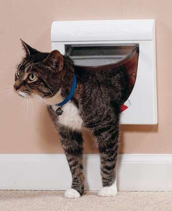 Двері для кішки своїми руками