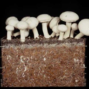 Вирощуємо гриби: бізнес план