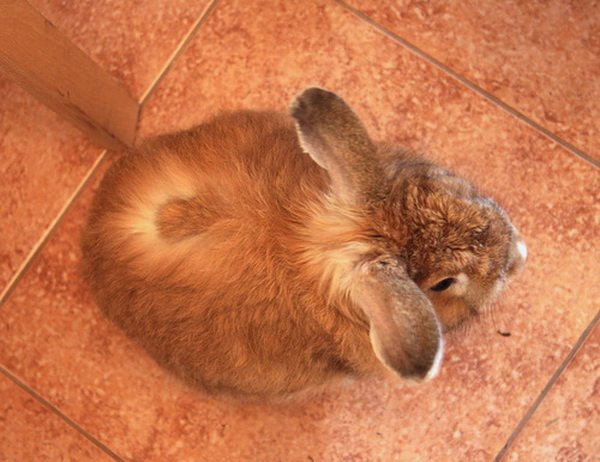 Лишай у кроликів: симптоми і лікування хвороби
