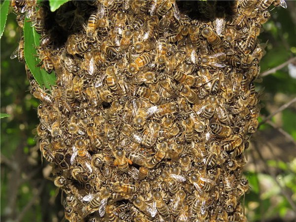 Дикі бджоли: їх характеристика, фото і відео