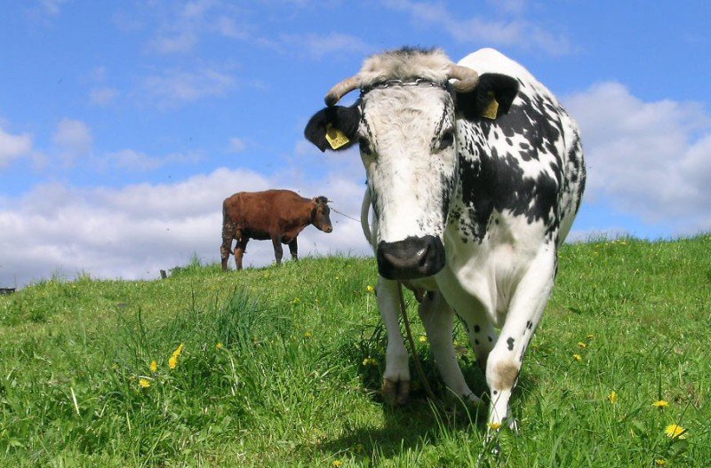 Що таке тимпанія рубця у корів і як це лікується