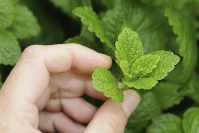 ТОП 10 засобів   Лікування жовчнокамяної хвороби народними засобами