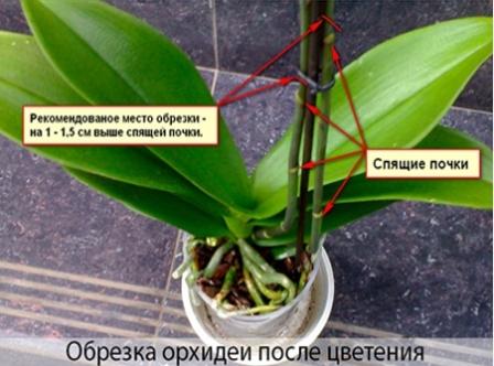 Як доглядати за орхідеєю в домашніх умовах