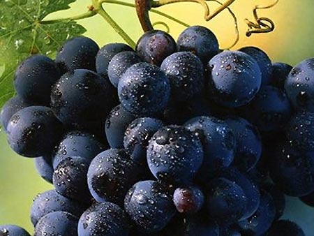Гниль винограду: захист та профілактика