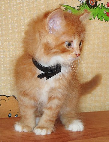 Домашні блохи і як від них позбавитися