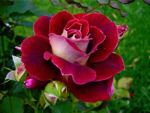 Як виростити троянду і шток троянду з насіння в домашніх умовах