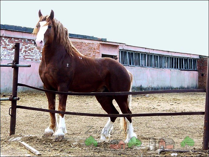 Найбільша кінь у світі: фото і відео огляд