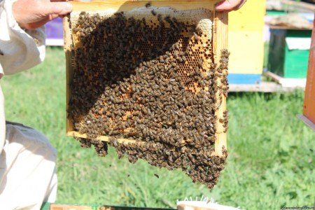 Як зробити відводок бджіл: види формування, поради пасічнику