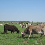 Огляд костромської породи корів, їх фото та відео