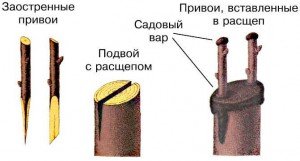 Як прищепити лимон з кісточки і в розщіп в домашніх умовах?