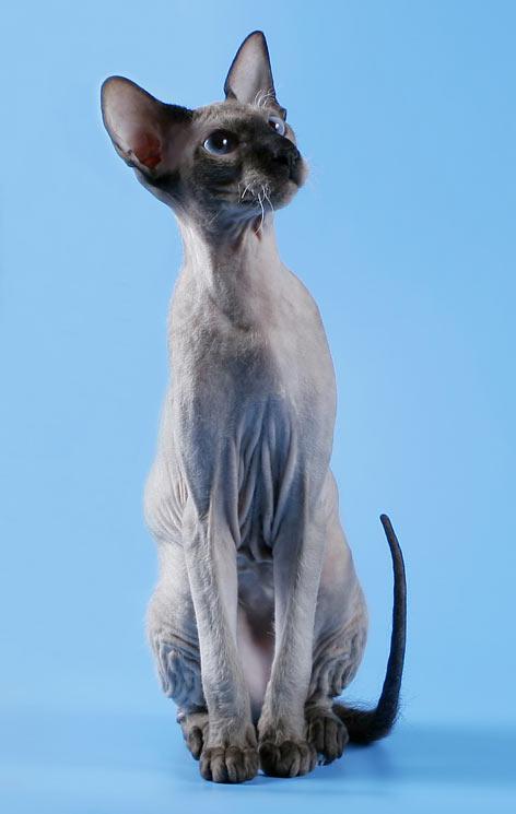 Петерболд – стандарт породи та особливості догляду за кішкою бесшерстной