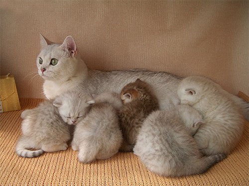 Таблетки від бліх Комфортис та інструкція по їх застосуванню