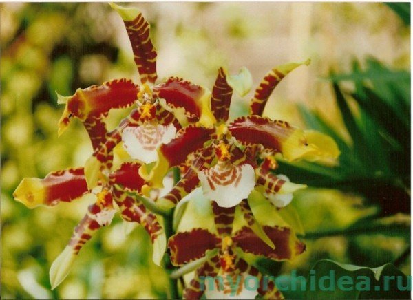 Тигрова орхідея: фото, догляд в домашніх умовах