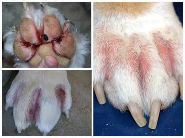 Основні ознаки позбавляючи у собак