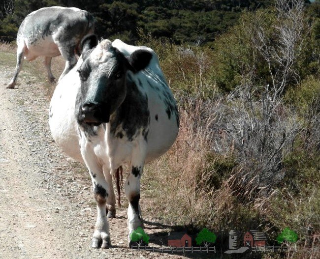 Все про пологи корови і народження теляти: фото і відео огляд