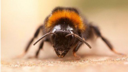 Степова українська порода бджіл: огляд, фото, особливості
