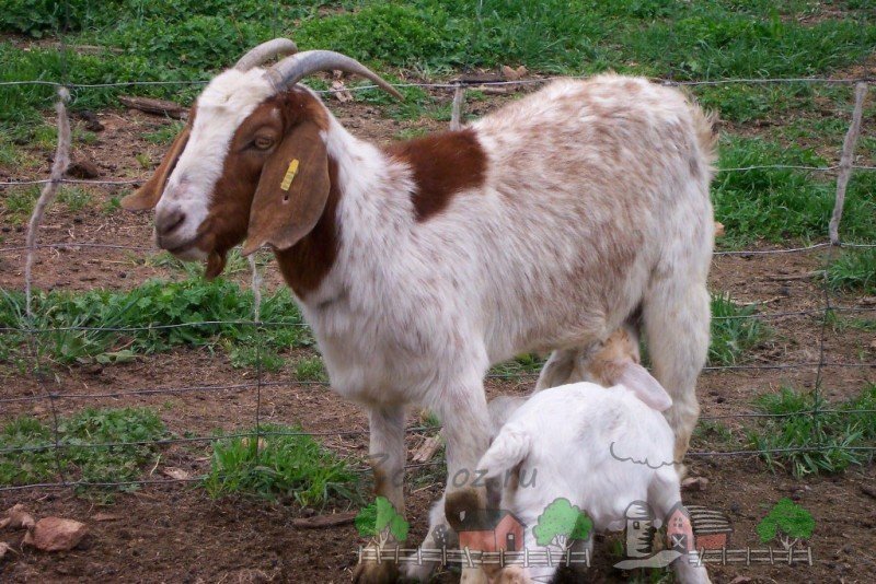 Годування кіз і козенят в домашніх умовах: раціон і фото