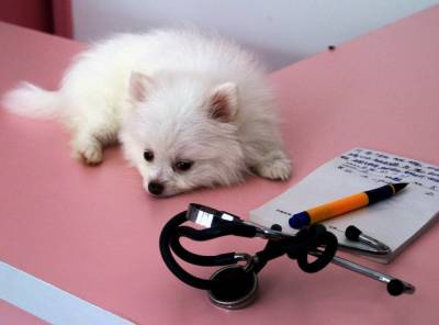 Перелом у собаки: види, симптоми і лікування