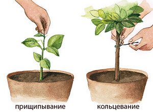 Як виростити плодоносний лимон з кісточки в домашніх умовах?