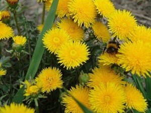 Кращі медоносні трави і дерева высеиваемые для бджіл