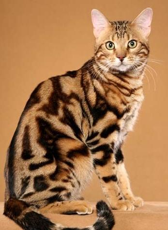 Бенгальська кішка – особливості породи і правила утримання