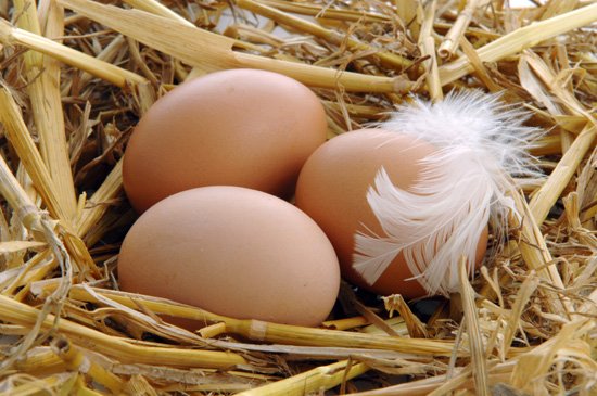 Скільки яєць в день може нести курка: поради фермерам