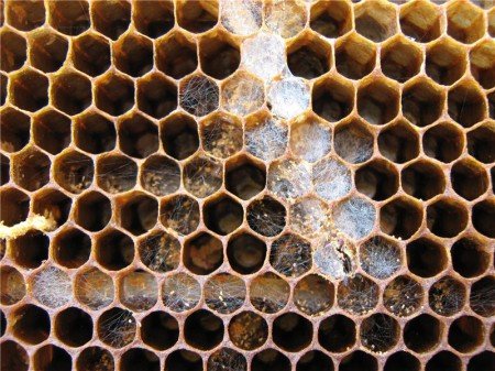 Лікування бджолиним міллю: настоянка і рецепти