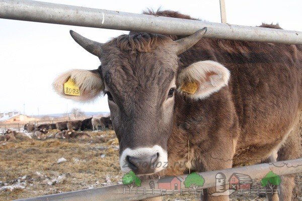 Опис Швіцької породи корів, її фото і відео