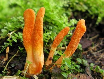 Гриб кордицепс – властивості, застосування, склад, дозування та протипоказання