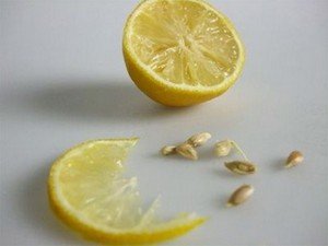 Як виростити плодоносний лимон з кісточки в домашніх умовах?