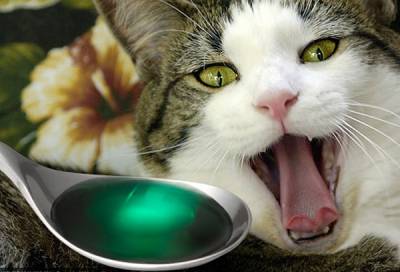 Отруєння у кішок: симптоми та перша допомога