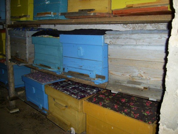 Зимівля бджіл в омшанику: особливості і відео