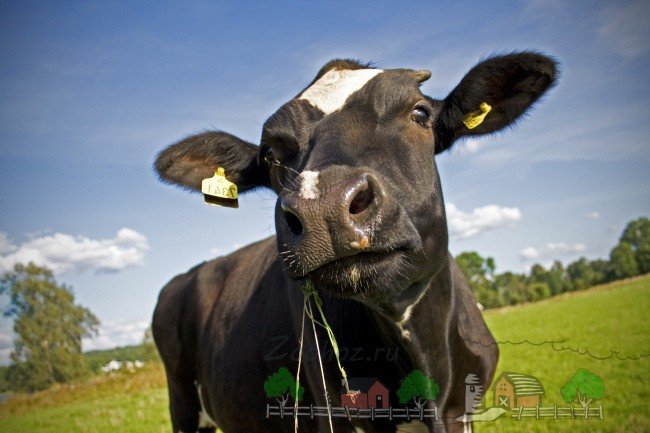 Раціон харчування доїльних корів: корисні поради та відео