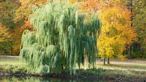 Як вибрати дерева для висаджування на заміській ділянці? Як вибрати дерева для висаджування на заміській ділянці?