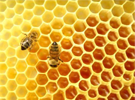 Бджоли навесні відео