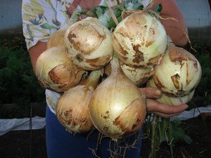 Особливості вирощування цибулі Эксибишен через розсаду з насіння (фото і відео поради)