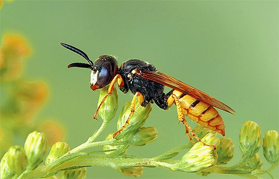 Боротьба з осами на пасіці: як врятувати бджіл від нападів на вулик