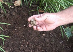 Як і коли здійснюється посадка і догляд за ранункулюсом: фото і відео інструкція