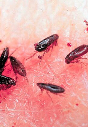 Чим лікувати укуси бліх у людини